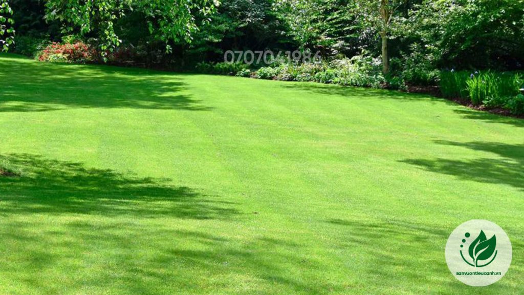 Garden-grass.jpg