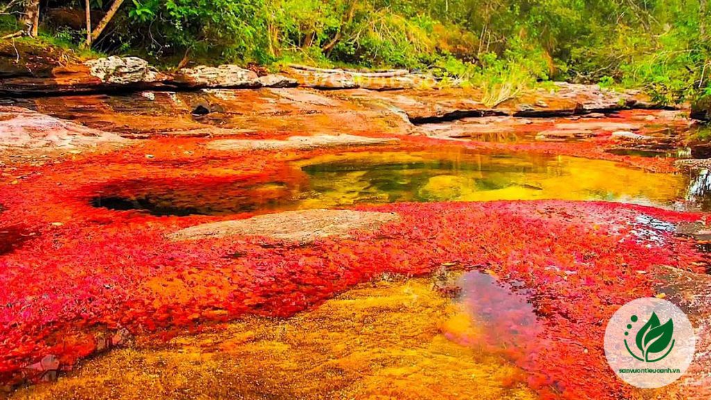 Song-Cano-Cristales-Colombia.jpg