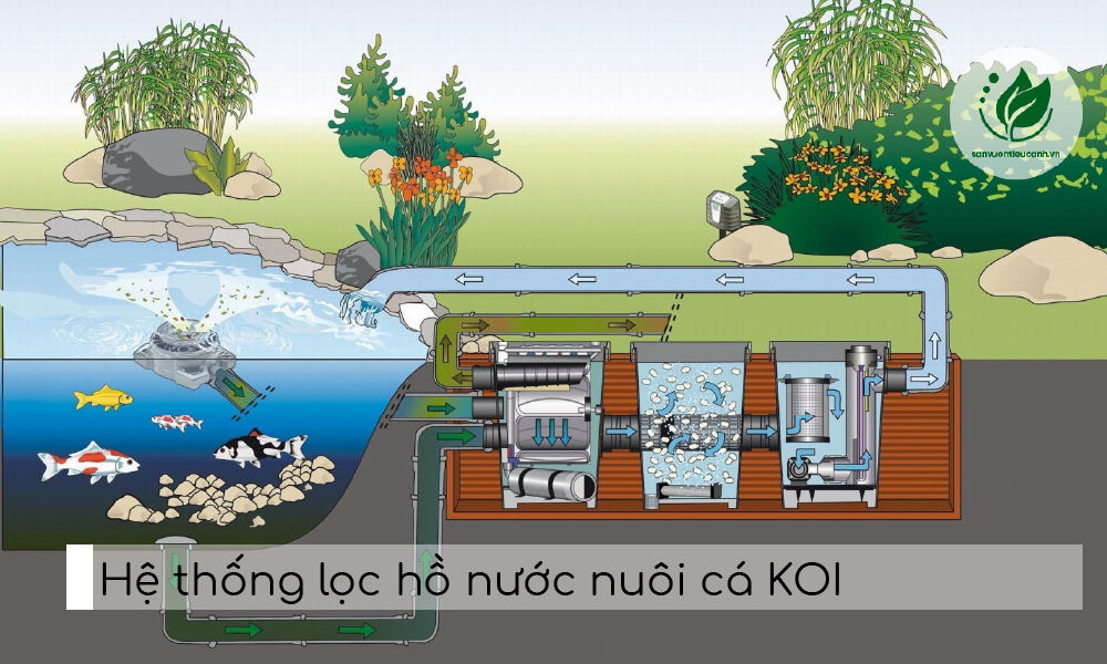 ho-nuoc-nuoi-ca-koi-.png