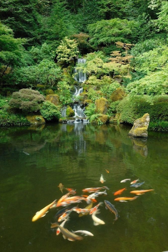 The-Japanese-Garden-Portland-la-khu-vuon-ho-ca-koi-toa-lac-tai-TP-Portland-Hoa-Ky.png